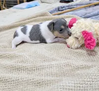 Freddy - Mini Rat , a male Rat Terrier for sale in Jerusalem, OH – 3 of 10