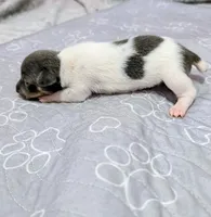 Louis - TRT , a male Rat Terrier for sale in Jerusalem, OH – 7 of 10