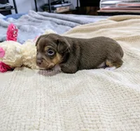Jason - Mini Rat , a male Rat Terrier for sale in Jerusalem, OH – 4 of 9