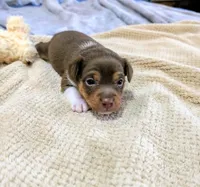 Jason - Mini Rat , a male Rat Terrier for sale in Jerusalem, OH – 2 of 9