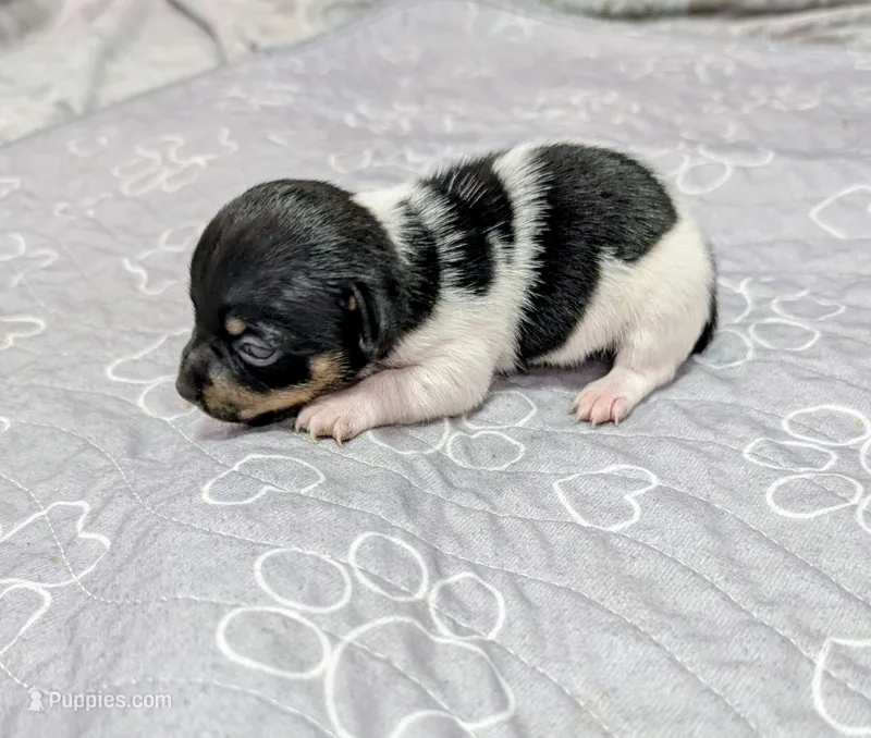 Harvey - TRT – Rat Terrier puppy for sale in Jerusalem, OH