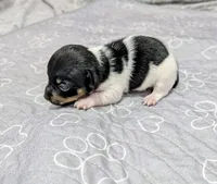 Harvey - TRT, a male Rat Terrier for sale in Jerusalem, OH – 1 of 10
