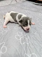 Jim, a male Rat Terrier for sale in Jerusalem, OH – 4 of 9