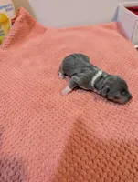 Annabelle - Rat Terrier , a female Rat Terrier for sale in Jerusalem, OH – 3 of 4