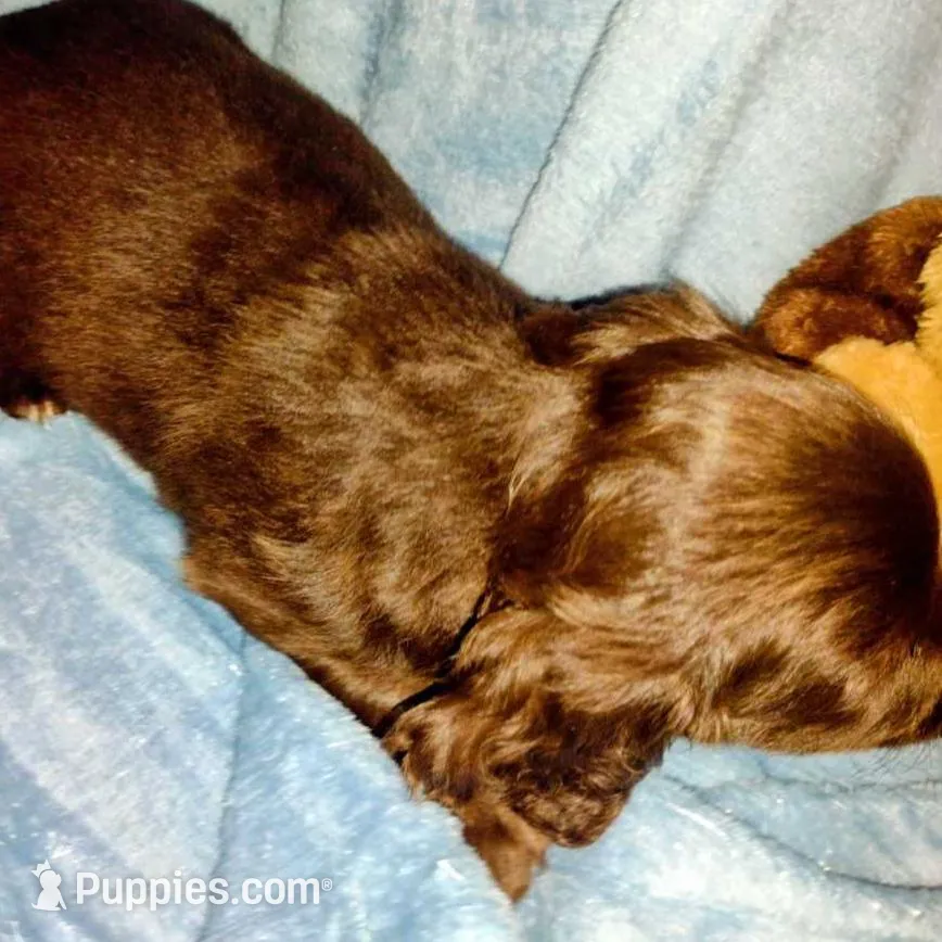 Bobbi, a female Miniature Dachshund for sale in Jerusalem, OH – Photo 3 of 4