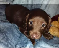 Bobbi, a female Miniature Dachshund for sale in Jerusalem, OH – Photo 4 of 4