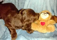 Bobbi, a female Miniature Dachshund for sale in Jerusalem, OH – Photo 2 of 4