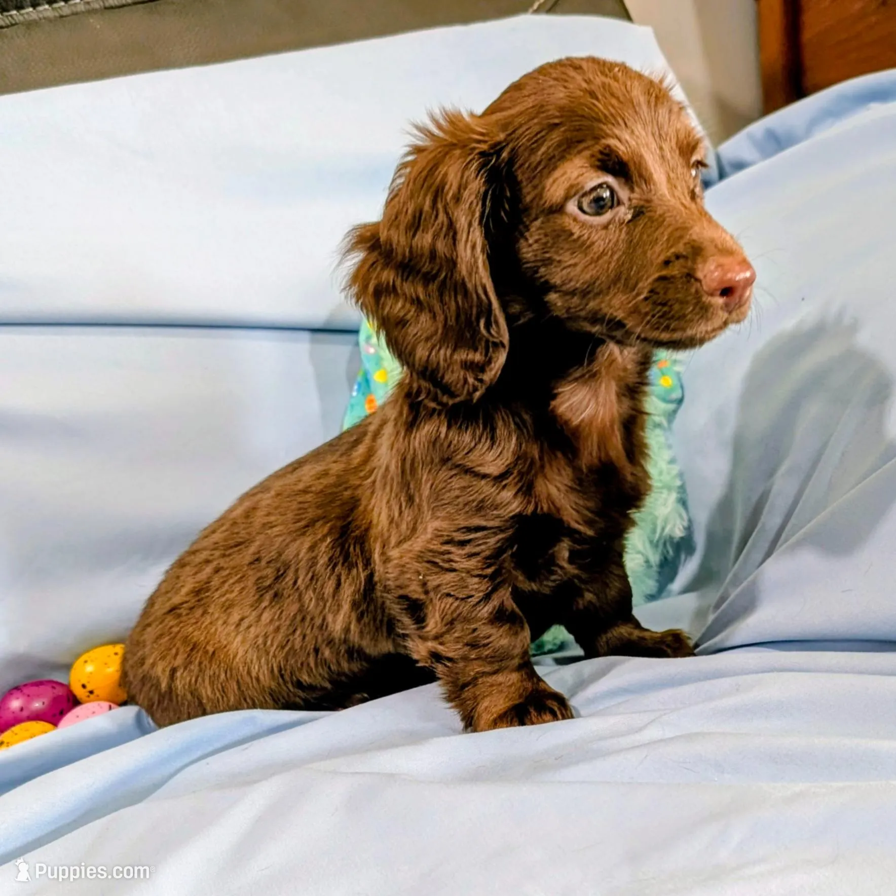 Bobbi – Miniature Dachshund puppy for sale in Jerusalem, OH