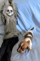 Animal , a male Miniature Dachshund for sale in Jerusalem, OH – 2 of 9