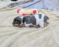 Freddy - Mini Rat , a male Rat Terrier for sale in Jerusalem, OH – 7 of 10