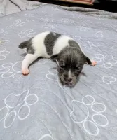 Rachel - TRT , a female Rat Terrier for sale in Jerusalem, OH – 1 of 10