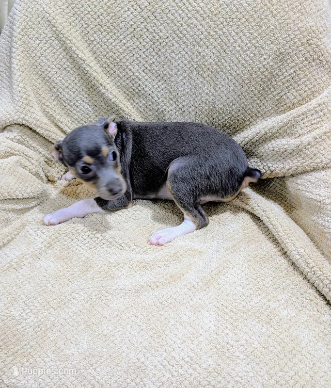 Annabelle - Rat Terrier  – Rat Terrier puppy for sale in Jerusalem, OH