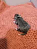 Annabelle - Rat Terrier , a female Rat Terrier for sale in Jerusalem, OH – 2 of 4