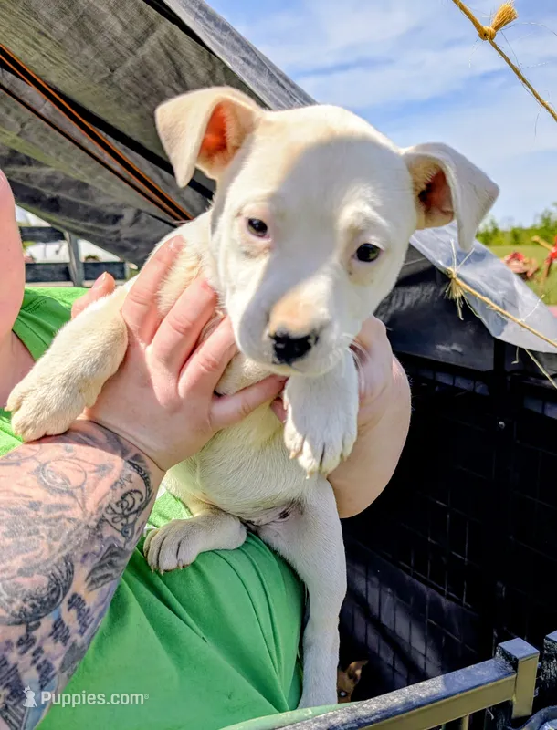 Beth – Siberian Husky, American Pit Bull Terrier puppy for sale in Jerusalem, OH