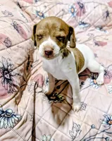 ZIVA, a female Rat Terrier for sale in Jerusalem, OH – 3 of 6