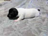 AKC - Les - TRT, a male Rat Terrier for sale in Jerusalem, OH – 2 of 9