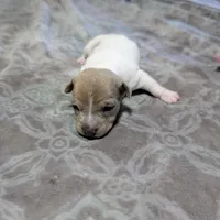 AKC - Johnny - TRT, a male Rat Terrier for sale in Jerusalem, OH – 2 of 8
