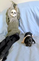 Beaker, a male Miniature Dachshund for sale in Jerusalem, OH – 3 of 9