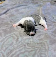 Bailey - TRT, a female Rat Terrier for sale in Jerusalem, OH – 6 of 8