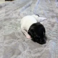 AKC - Les - TRT, a male Rat Terrier for sale in Jerusalem, OH – 4 of 9