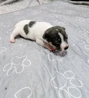 Jessica - TRT , a female Rat Terrier for sale in Jerusalem, OH – 2 of 10
