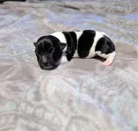 Venus - TRT, a male Rat Terrier for sale in Jerusalem, OH – 8 of 8