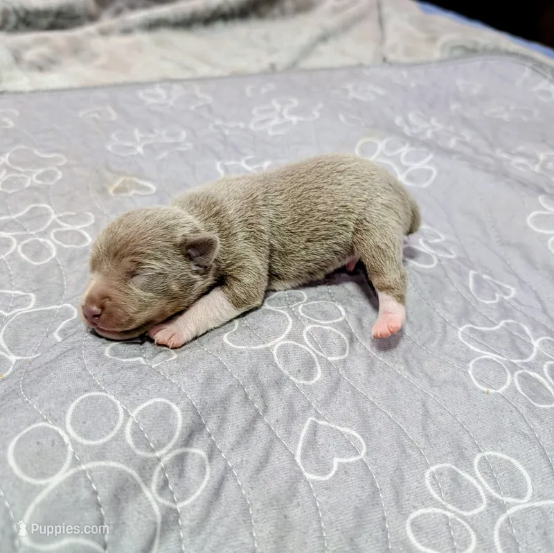 AC – Rat Terrier puppy for sale in Jerusalem, OH