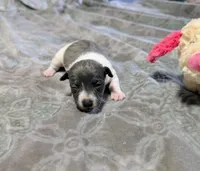 AKC - Bailey - TRT, a female Rat Terrier for sale in Jerusalem, OH – 6 of 10