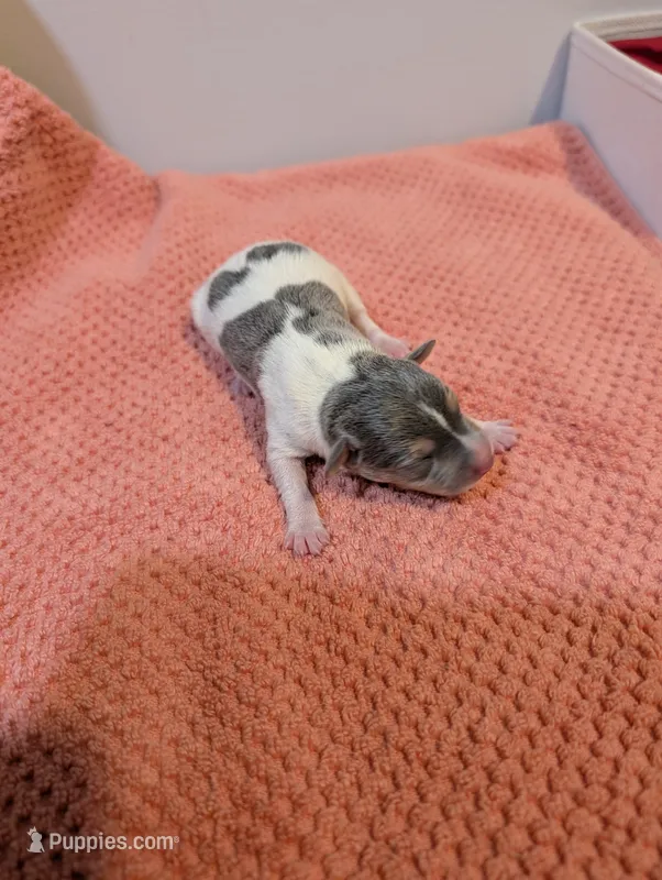 Freddy - Mini Rat  – Rat Terrier puppy for sale in Jerusalem, OH