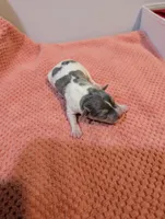 Freddy - Mini Rat , a male Rat Terrier for sale in Jerusalem, OH – 1 of 4