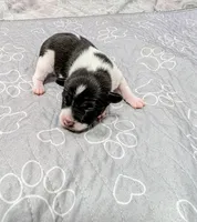 Screech , a male Rat Terrier for sale in Jerusalem, OH – 3 of 10