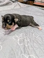 Alex, a male Rat Terrier for sale in Jerusalem, OH – 10 of 10