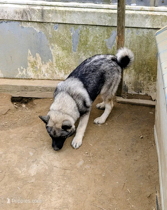 AKC - BLUE – Norwegian Elkhound puppy for sale in Jerusalem, OH