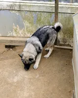 AKC - BLUE, a female Norwegian Elkhound for sale in Jerusalem, OH – 1 of 4