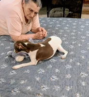 Ziva - Rat Terrier , a female Rat Terrier for sale in Jerusalem, OH – 4 of 10