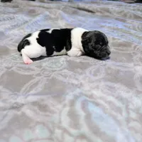 Venus - TRT, a male Rat Terrier for sale in Jerusalem, OH – 2 of 8