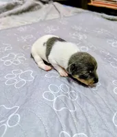 Katrina - TRT, a female Rat Terrier for sale in Jerusalem, OH – 6 of 8