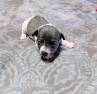 AKC - Bailey - TRT, a female Rat Terrier for sale in Jerusalem, OH – 4 of 10