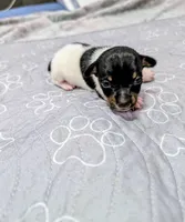 Harvey - TRT, a male Rat Terrier for sale in Jerusalem, OH – 5 of 10