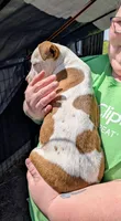 Liza, a female Siberian Husky and American Pit Bull Terrier for sale in Jerusalem, OH – 2 of 2