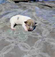 Johnny - TRT, a male Rat Terrier for sale in Jerusalem, OH – 2 of 8