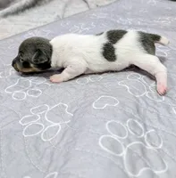 Louis - TRT , a male Rat Terrier for sale in Jerusalem, OH – 8 of 10