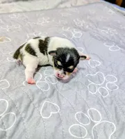 Lisa, a female Rat Terrier for sale in Jerusalem, OH – 4 of 5