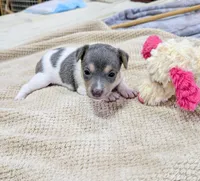 Freddy - Mini Rat , a male Rat Terrier for sale in Jerusalem, OH – 8 of 10