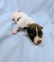 Cindy-TRT, a female Rat Terrier for sale in Jerusalem, OH – Photo 5 of 5