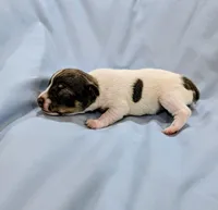 Cindy-TRT, a female Rat Terrier for sale in Jerusalem, OH – Photo 2 of 5