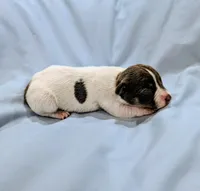 Cindy-TRT, a female Rat Terrier for sale in Jerusalem, OH – Photo 1 of 5