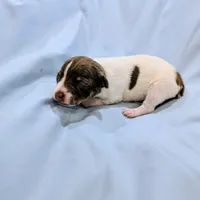 Cindy-TRT, a female Rat Terrier for sale in Jerusalem, OH – Photo 3 of 5