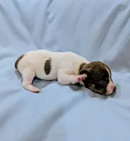 Cindy-TRT, a female Rat Terrier for sale in Jerusalem, OH – Photo 4 of 5