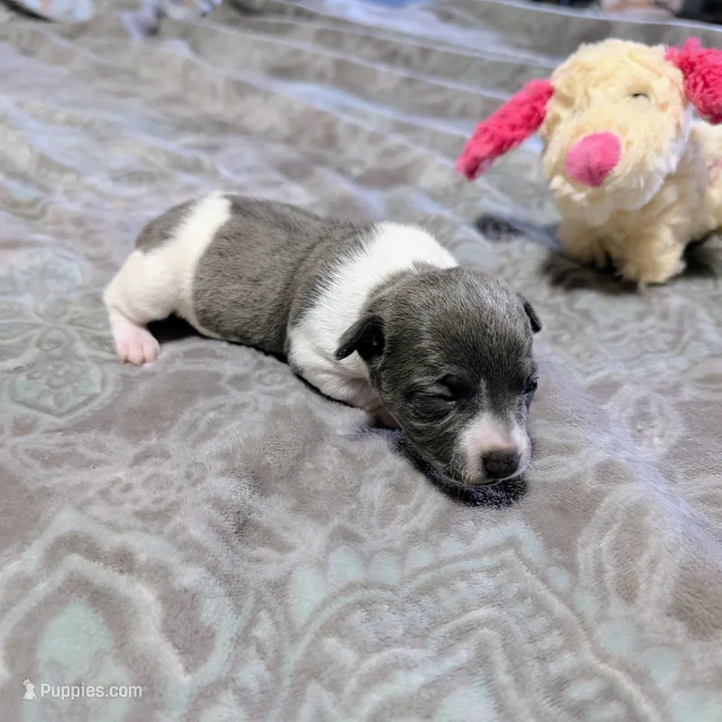 AKC - Bailey - TRT – Rat Terrier puppy for sale in Jerusalem, OH